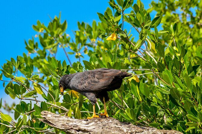 Nature tour by boat in the Natural Reserve in Río Lagartos - The Authentic Experience