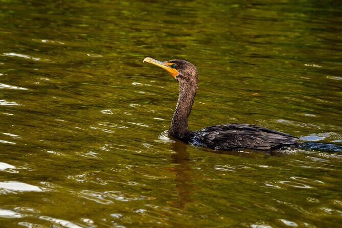 Nature tour by boat in the Natural Reserve in Río Lagartos - Practical Details That Matter