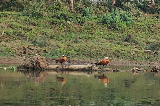 Nature Walk in Chitwan Jungle Safari with Guide - Key Points