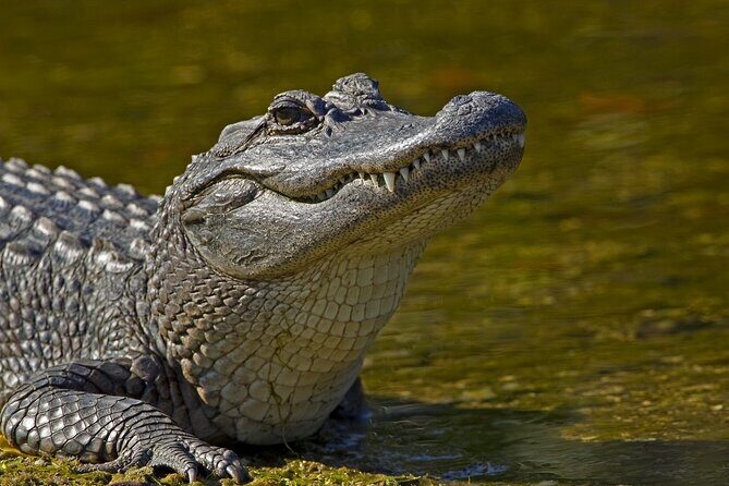 Nawlins Luxury: Airboat Swamp Tour with Transportation - Who Will Love This Tour?