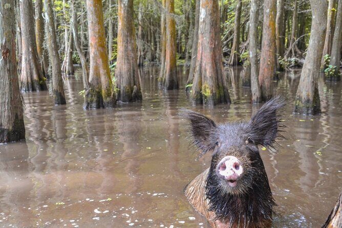 Nawlins Luxury: Pontoon Boat Swamp Tour with Transportation - An In-Depth Look at the Swamp Adventure