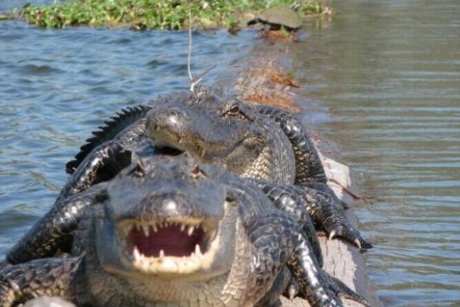 Nawlins Luxury: Pontoon Boat Swamp Tour with Transportation - FAQ