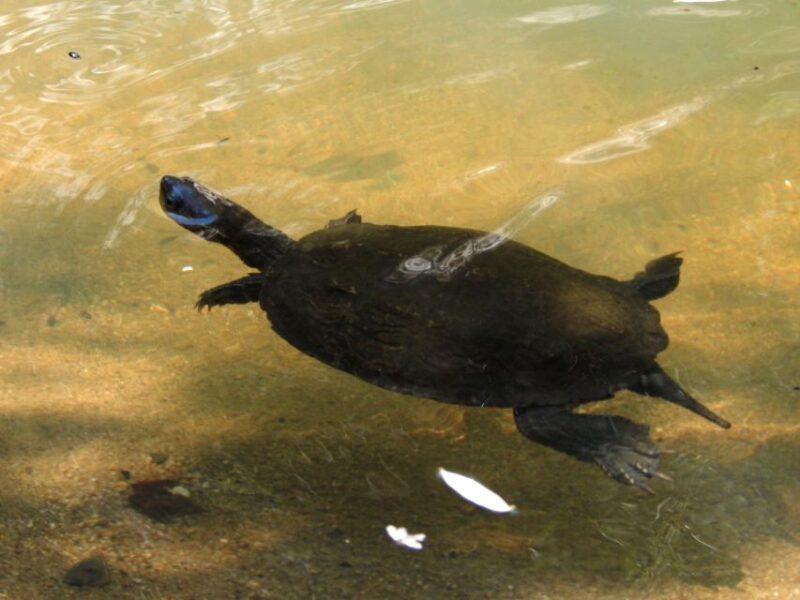 Naxos: A Riverbank Adventure (Kinidaros - Eggares villages) - Final Thoughts