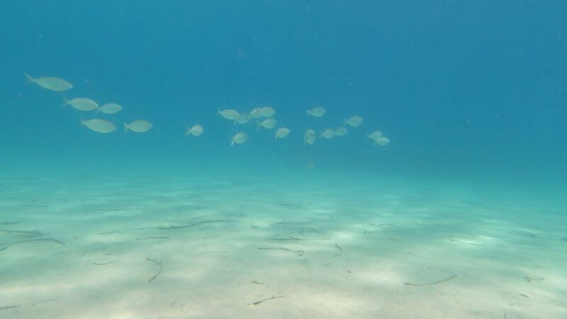 Naxos: Discover Scuba Diving on Agios Georgios Beach - The Sum Up