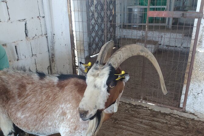 Naxos Farm Experience and cheese making - Transport, Duration, and Practicalities