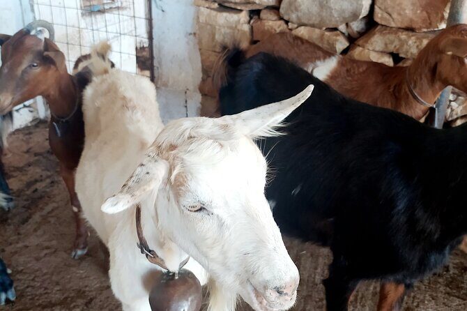 Naxos Farm Experience and cheese making - The Sum Up: Who Is This Experience For?