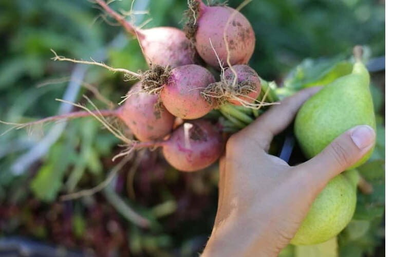 Naxos: Hands-On Cooking Class with Local Wine - Frequently Asked Questions