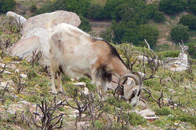 Naxos: Hike to the Top of the Cyclades - Mount Zas - Authenticity and Value