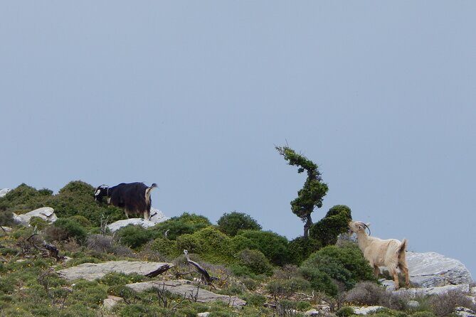 Naxos: Hike to the Top of the Cyclades - Mount Zas - FAQs
