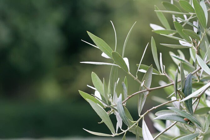 Naxos Mythology & Ancient Sites Tour with Tastings & Wine - Tasting & Culinary Highlights