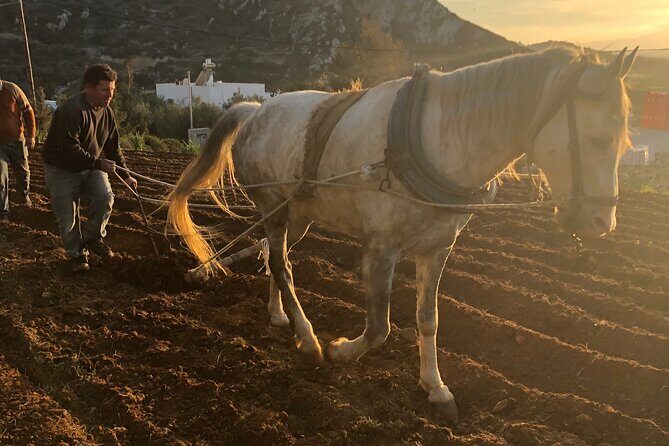 Naxos Perivoli Farm Experience & Wood-fire Cooking Class - The Starting Point: A Family-Owned Farm near Melanes