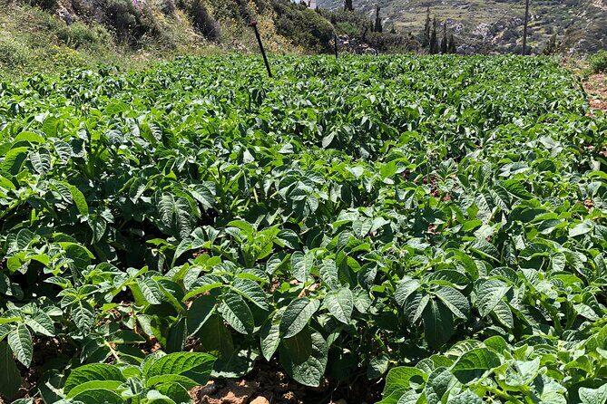 Naxos Perivoli Farm Experience & Wood-fire Cooking Class - What Sets This Tour Apart?