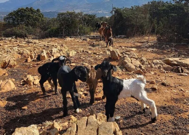 Naxos Private Cheese and Wine 6 Hour Experience - FAQ