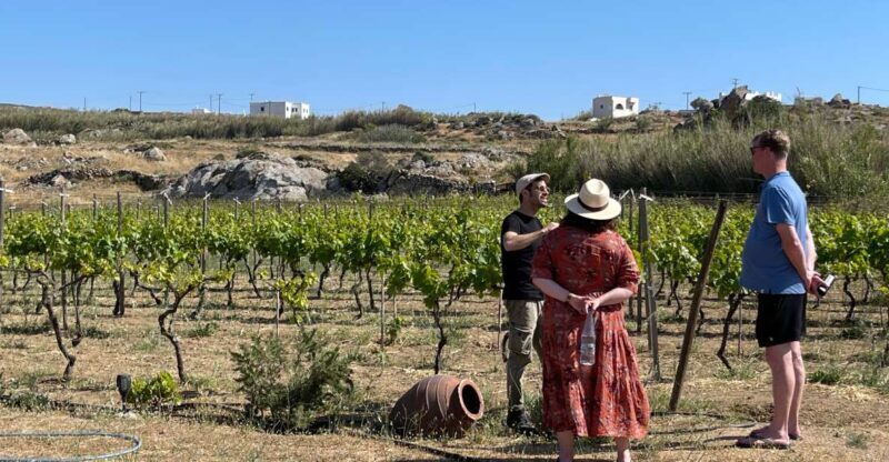 Naxos: Private Vineyard Tour & Wine Tasting with an Expert - Key Points