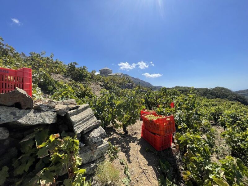 Naxos: Private Vineyard Tour & Wine Tasting with an Expert - Authenticity and Value