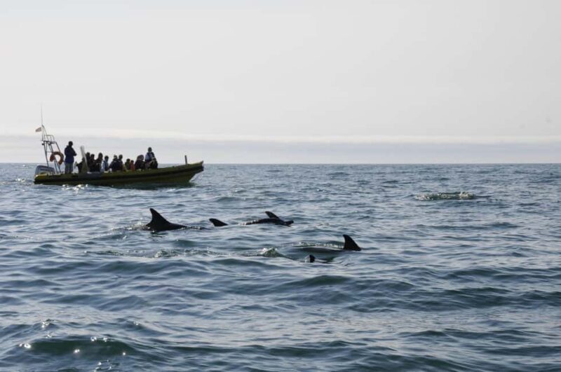 Nazaré: Dolphin Safari - What to Expect from the Nazaré Dolphin Safari