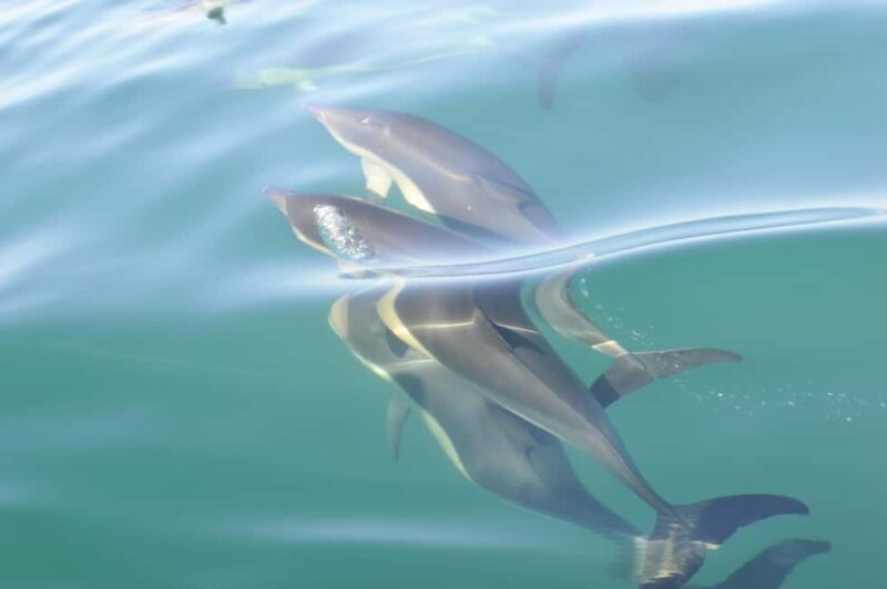 Nazaré: Dolphin Safari - Who Should Consider This Tour?