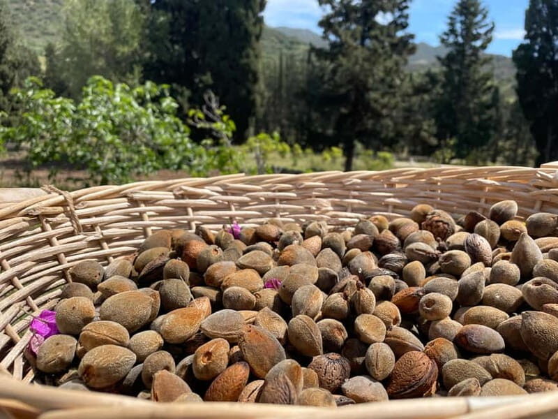 Near Cagliari: Almond Blossom Magic at "In Our Garden" (new) - A Closer Look at the Almond Blossom Tour at "In Our Garden"