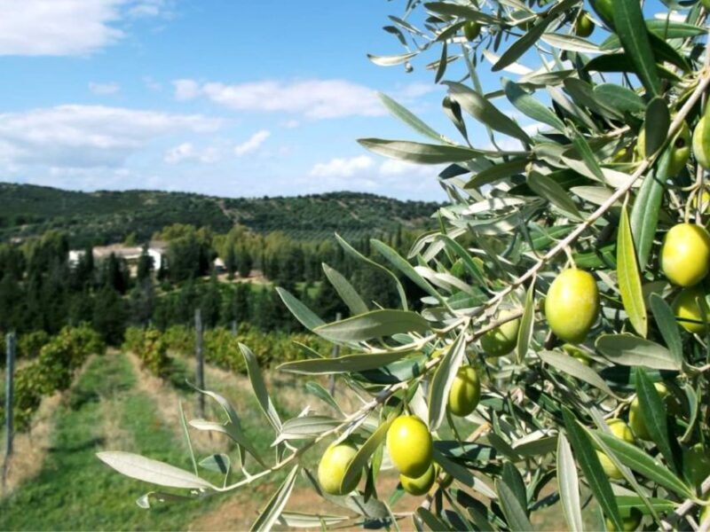 Near Cagliari: The World of Natural Wine at "In Our Garden" - Final Verdict