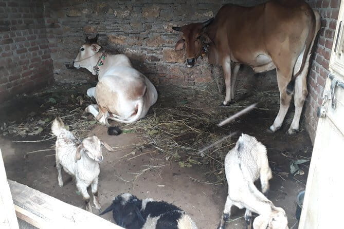 "Neer Waterfalls & Mountain Village A Scenic Hike in Rishikesh - A Deep Dive into the Trek Experience