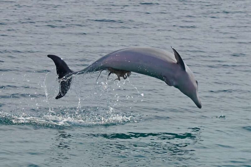 Nelson Bay: Dolphin Watch Cruise and Sail - Setting Out from Nelson Bay
