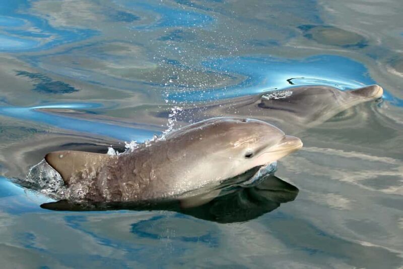 Nelson Bay: Dolphin Watch Cruise and Sail - Additional Activities and Comforts