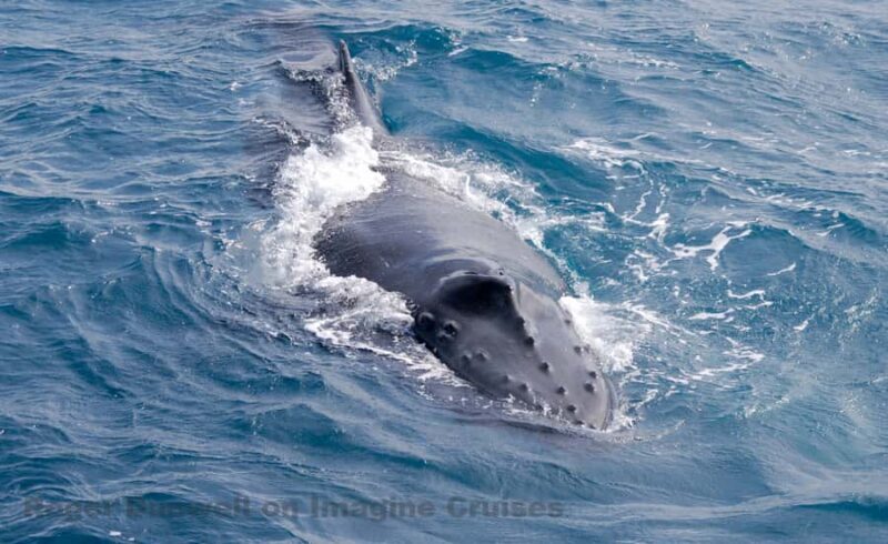 Nelson Bay: Whale and Dolphin Watching Catamaran Cruise - Final Thoughts