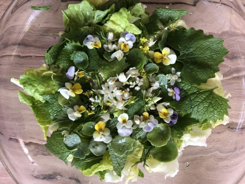 Nemi: Herb Harvesting and Cooking Class Experience - What to Expect from the Herbal and Culinary Adventure