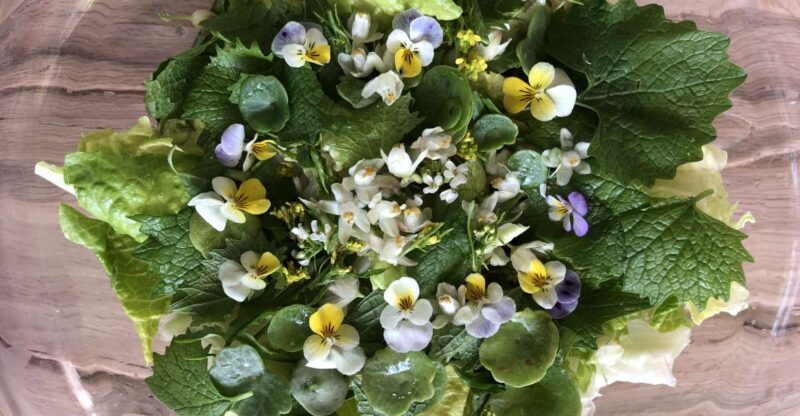 Nemi: Herb Harvesting and Cooking Class Experience - Who Will Love This Tour?