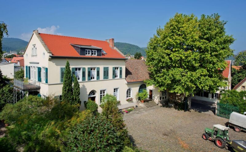 Neustadt: Wine tasting with cellar tour and vineyard tour - Value and Practical Considerations