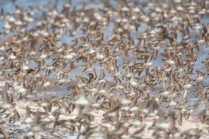 New Brunswick Shore Excursion: Bay of Fundy and More Highlights Tour - The Sum Up