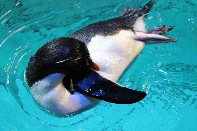 New England Aquarium Admission Ticket in Boston - Final Thoughts: Is It Worth Visiting?