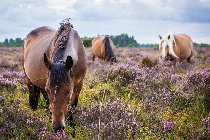 New Forest Day Out Private Tour from Southampton - Frequently Asked Questions