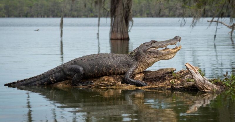 New Orleans: 16 Passenger Airboat Swamp Tour - Who Will Enjoy This Tour?