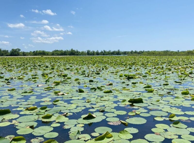 New Orleans: 16 Passenger Airboat Swamp Tour - Final Thoughts