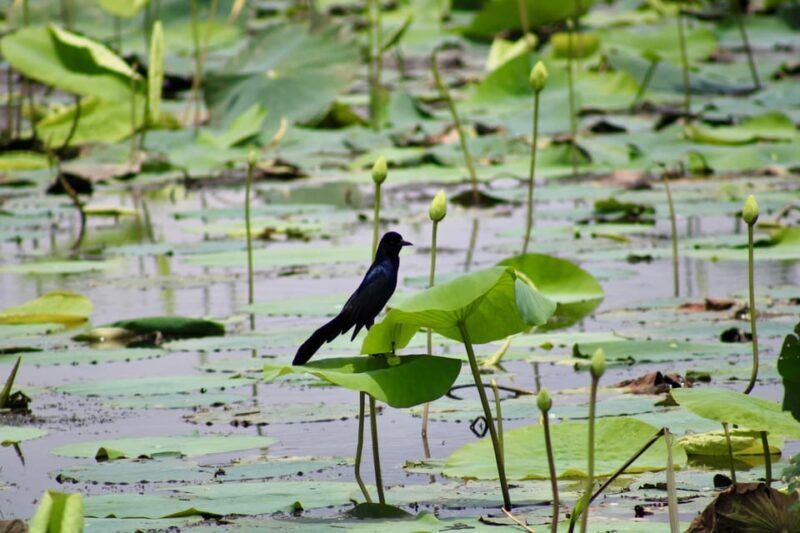 New Orleans: 6 Passenger Premium Airboat Swamp Tour - FAQs