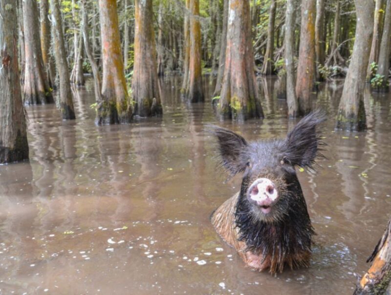 New Orleans: Airboat or Pontoon Boat Cruise with Transfers - A Deep Dive into the Louisiana Wetlands Experience