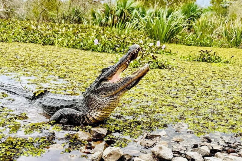 New Orleans: Airboat Swamp Adventure with Transportation - The Scenic Stops and Photo Opportunities
