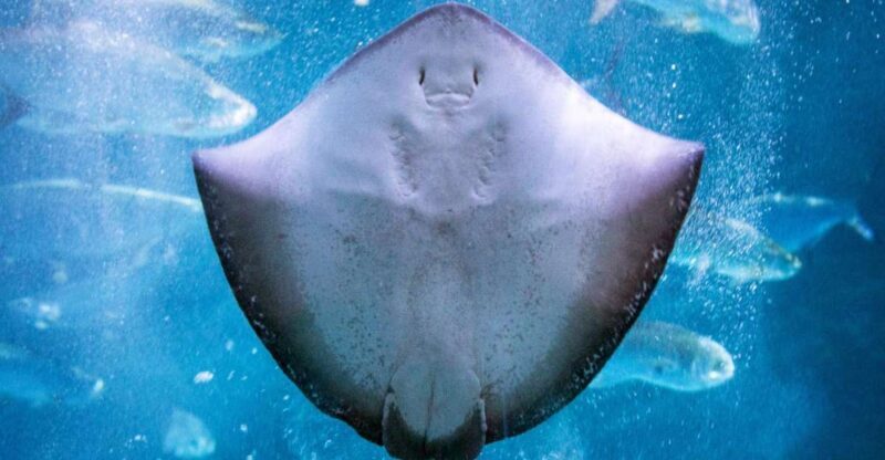 New Orleans: Audubon Aquarium & Insectarium Ticket - What to Expect at the Audubon Aquarium & Insectarium