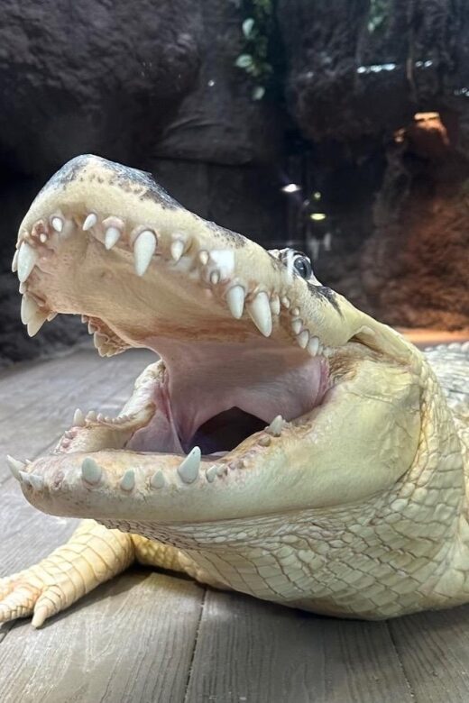 New Orleans: Audubon Aquarium & Insectarium Ticket - Analyzing the Value