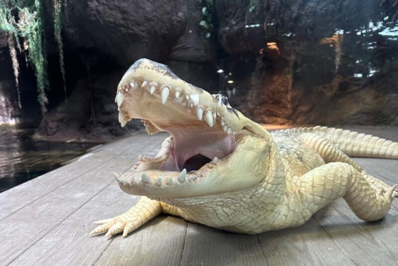 New Orleans: Audubon Aquarium & Insectarium Ticket - The Sum Up: Who Is This Tour Best For?
