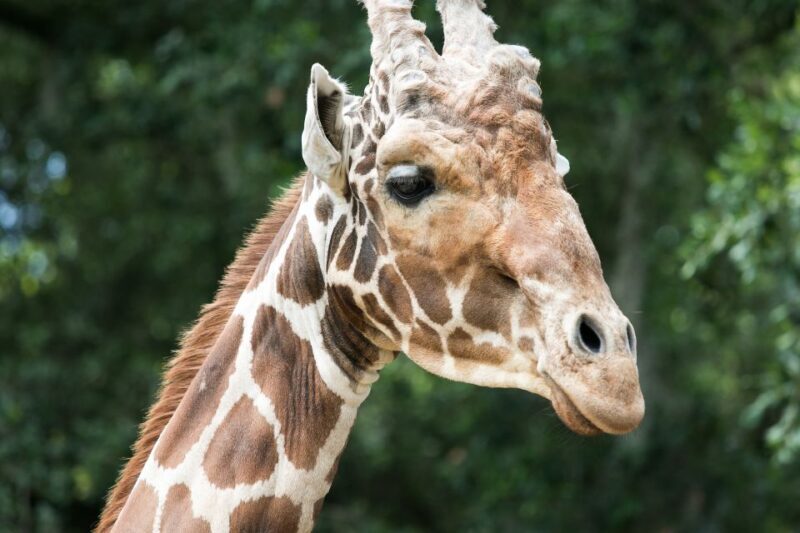 New Orleans: Audubon Zoo Ticket and Combination Option - Key Points