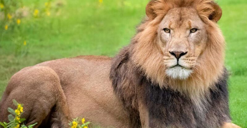 New Orleans: Audubon Zoo Ticket and Combination Option - Practical Tips for Visiting