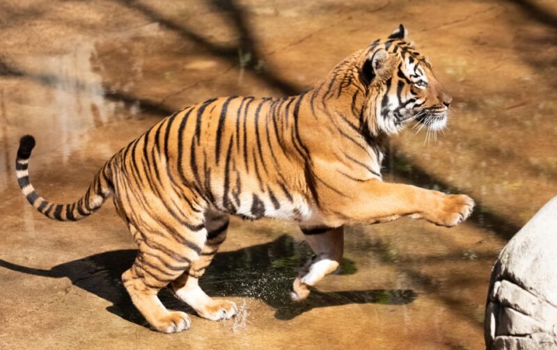 New Orleans: Audubon Zoo Ticket and Combination Option - FAQ
