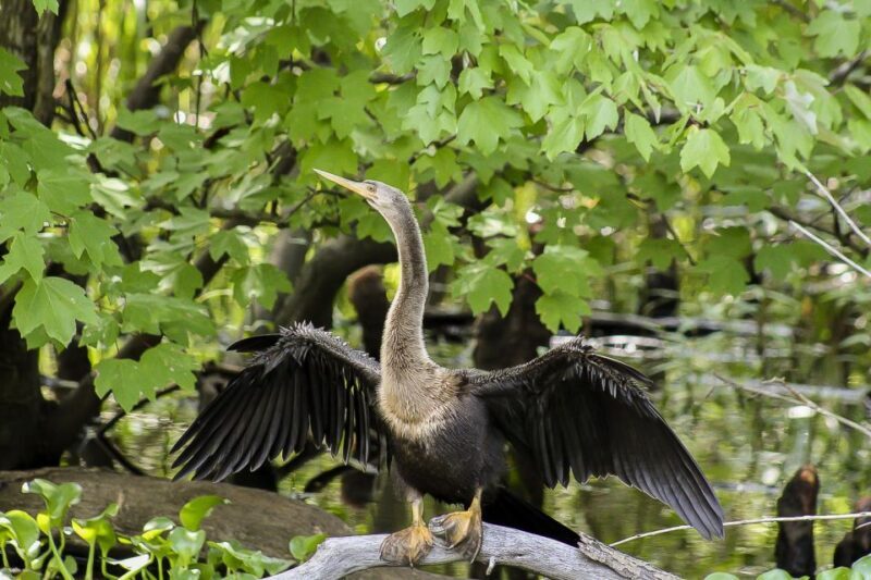 New Orleans: Bayou Swamp Tour and Oak Alley Plantation Tour - The Itinerary Breakdown: What You’ll Experience