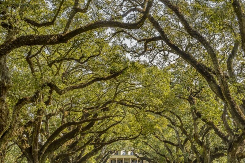 New Orleans: Bayou Swamp Tour and Oak Alley Plantation Tour - The Real Experience: What Travelers Say
