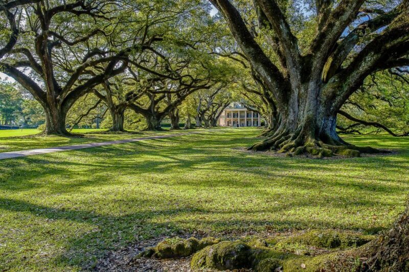New Orleans: Bayou Swamp Tour and Oak Alley Plantation Tour - Practical Tips for Making the Most of Your Day