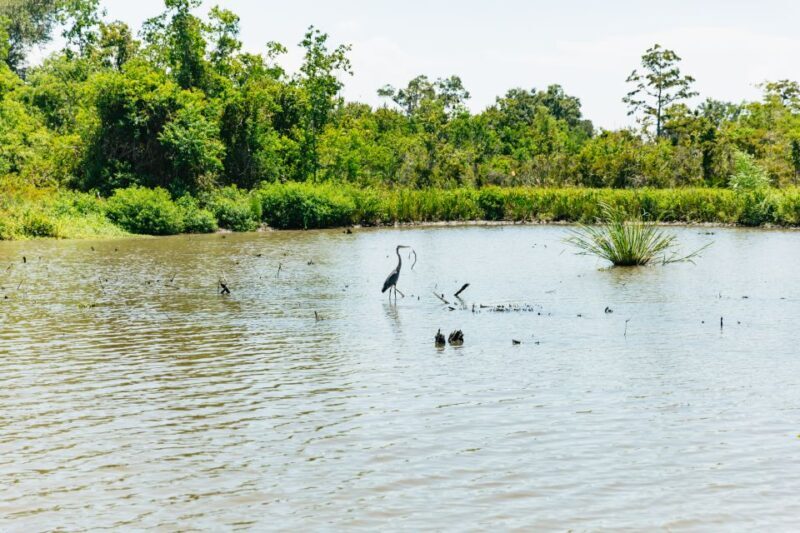 New Orleans: Bayou Tour in Jean Lafitte National Park - Exploring the Experience in Detail