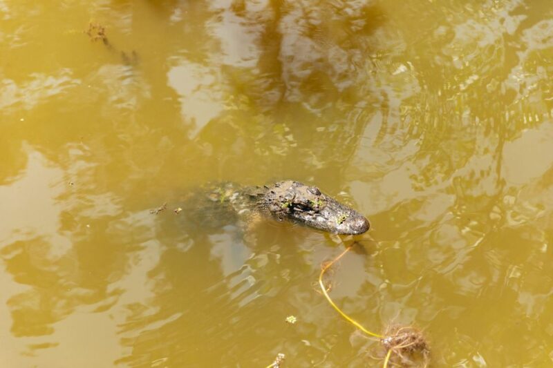 New Orleans: Bayou Tour in Jean Lafitte National Park - FAQs