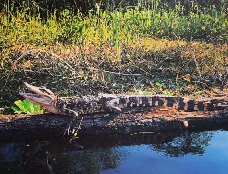 New Orleans: BYOB Tiki Boat Bayou Party and Wildlife Tour - Practical Details: What You Need to Know